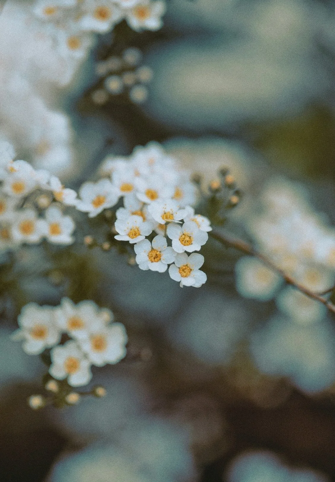 Close-up of small white flowers with yellow centers on a plant branch.