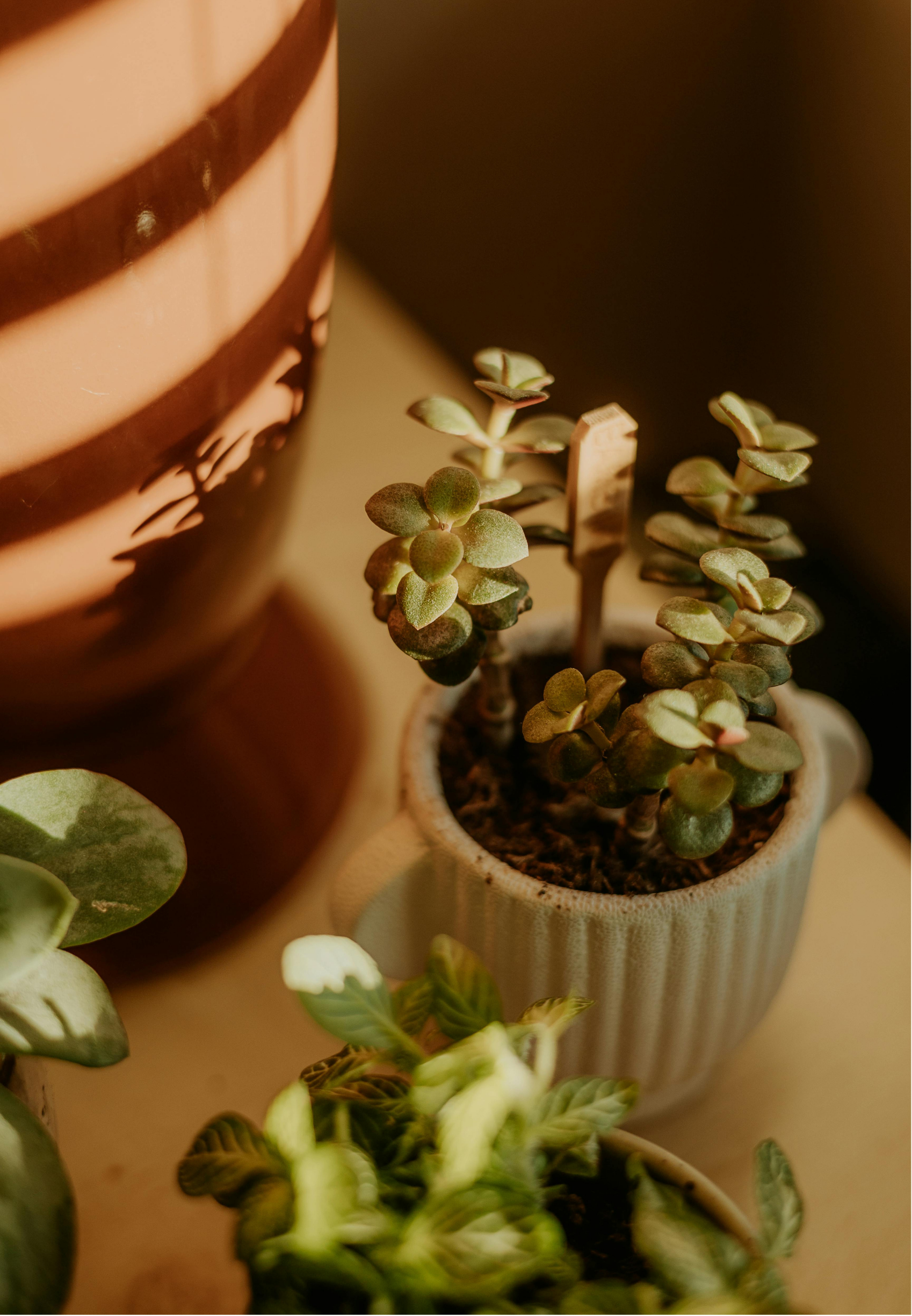 Close-up of potted succulent plants with a large striped decorative object in the background.