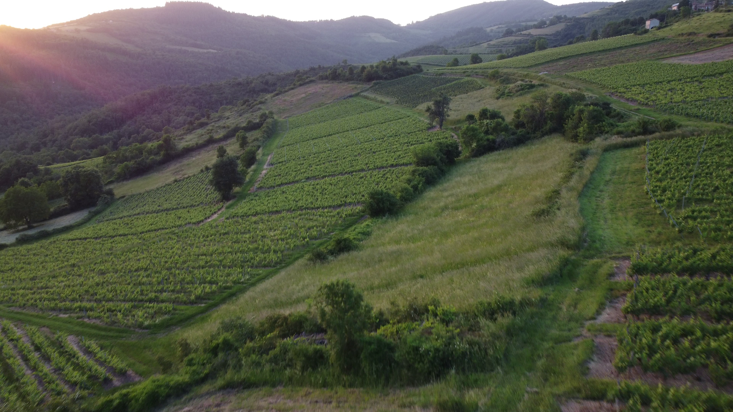 Golden Hour sur les crêtes du Beaujolais