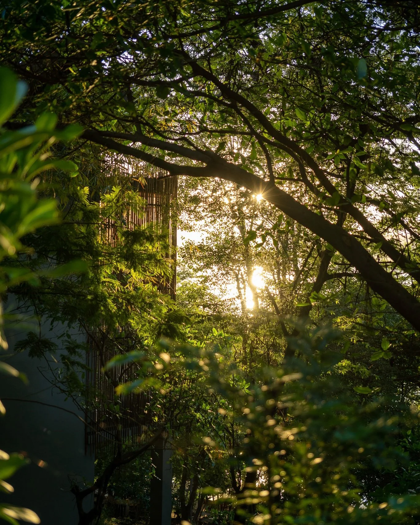 Sunlight shining through dense green foliage of tall trees in a garden or forest setting.