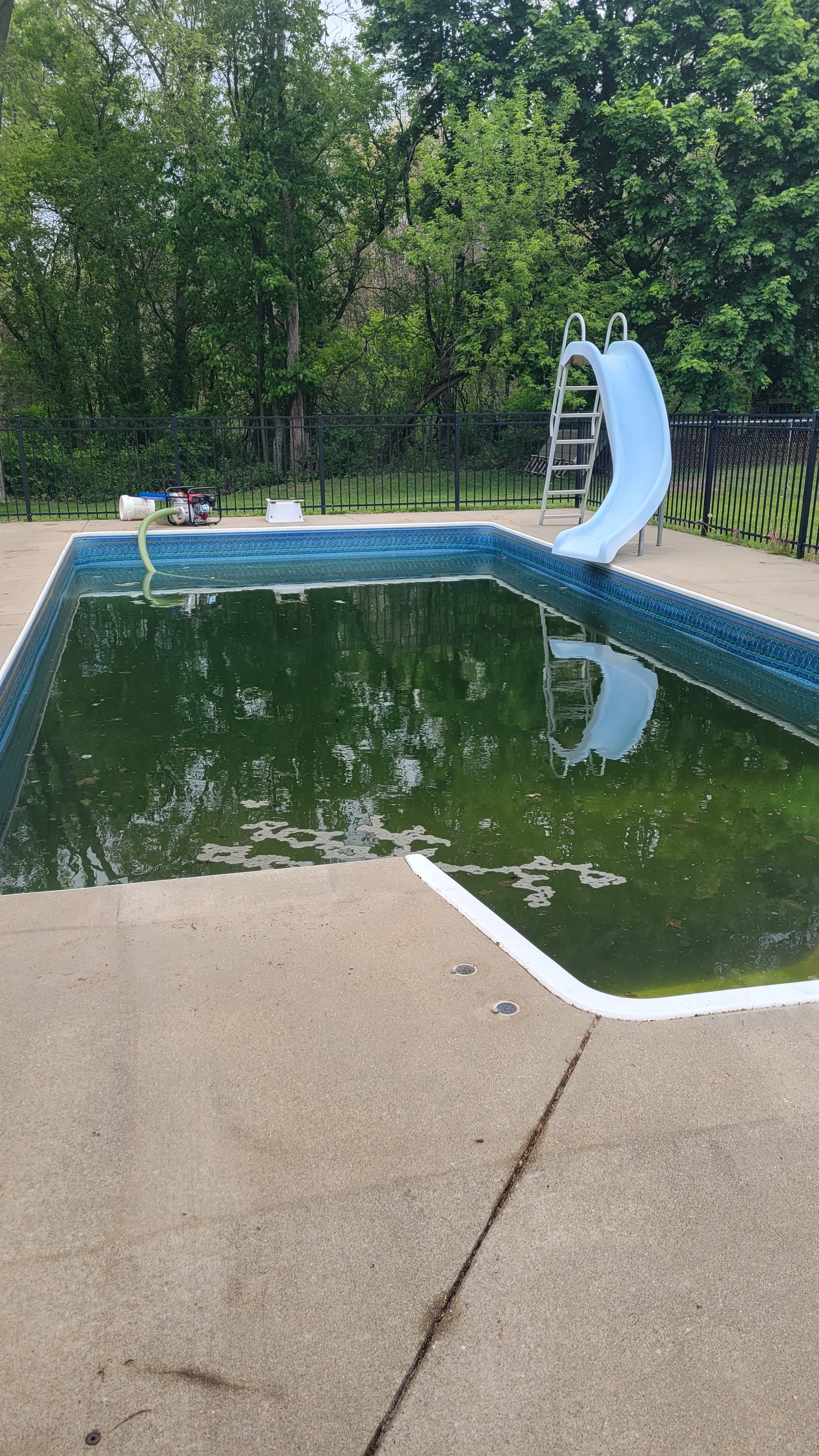 A backyard swimming pool with murky, green water, a white slide, and an empty pool vacuum in the background, surrounded by a black metal fence and lush green trees.