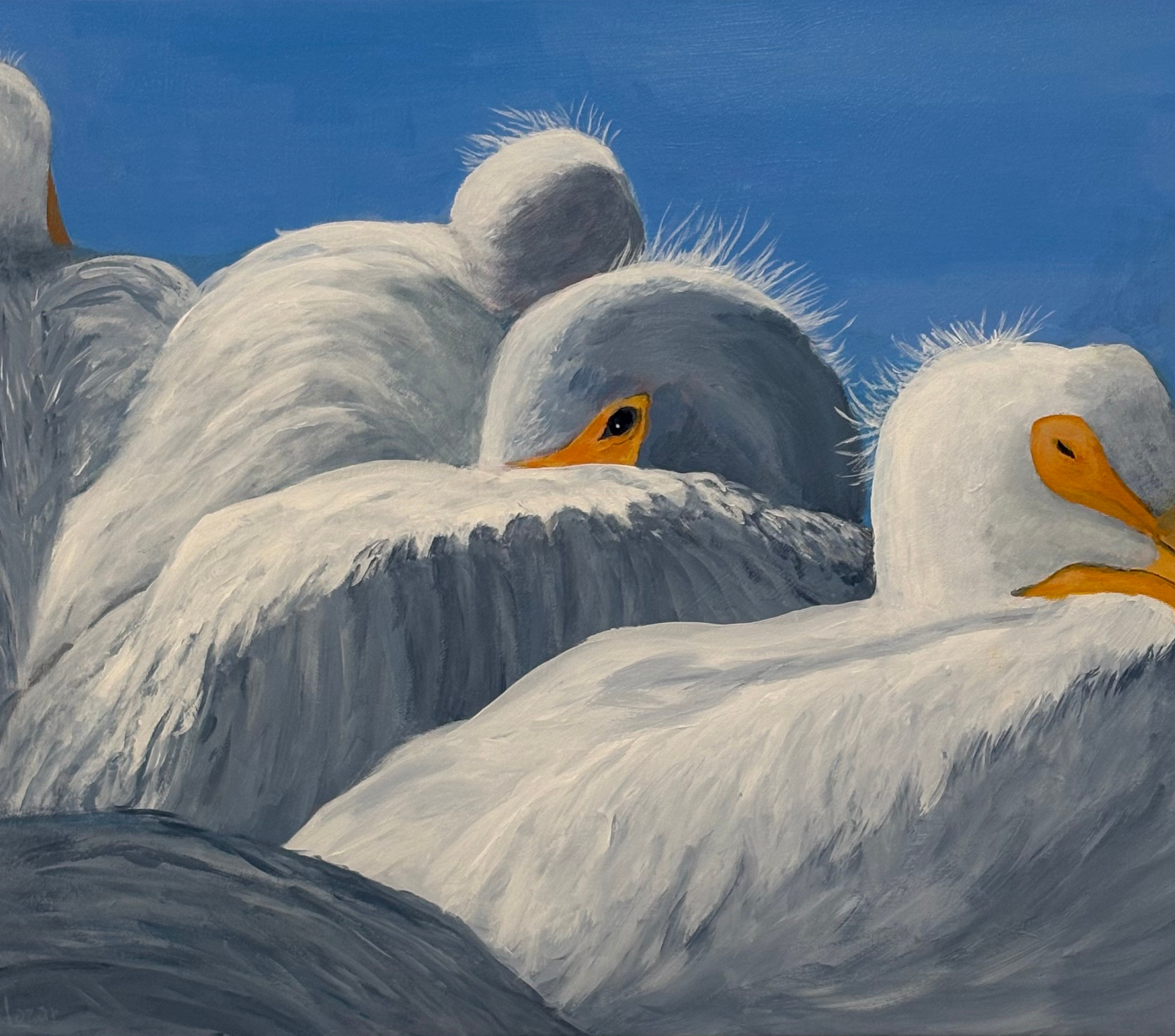 Peeking Pelican 34 x 30 Acrylic Andrea Lazar