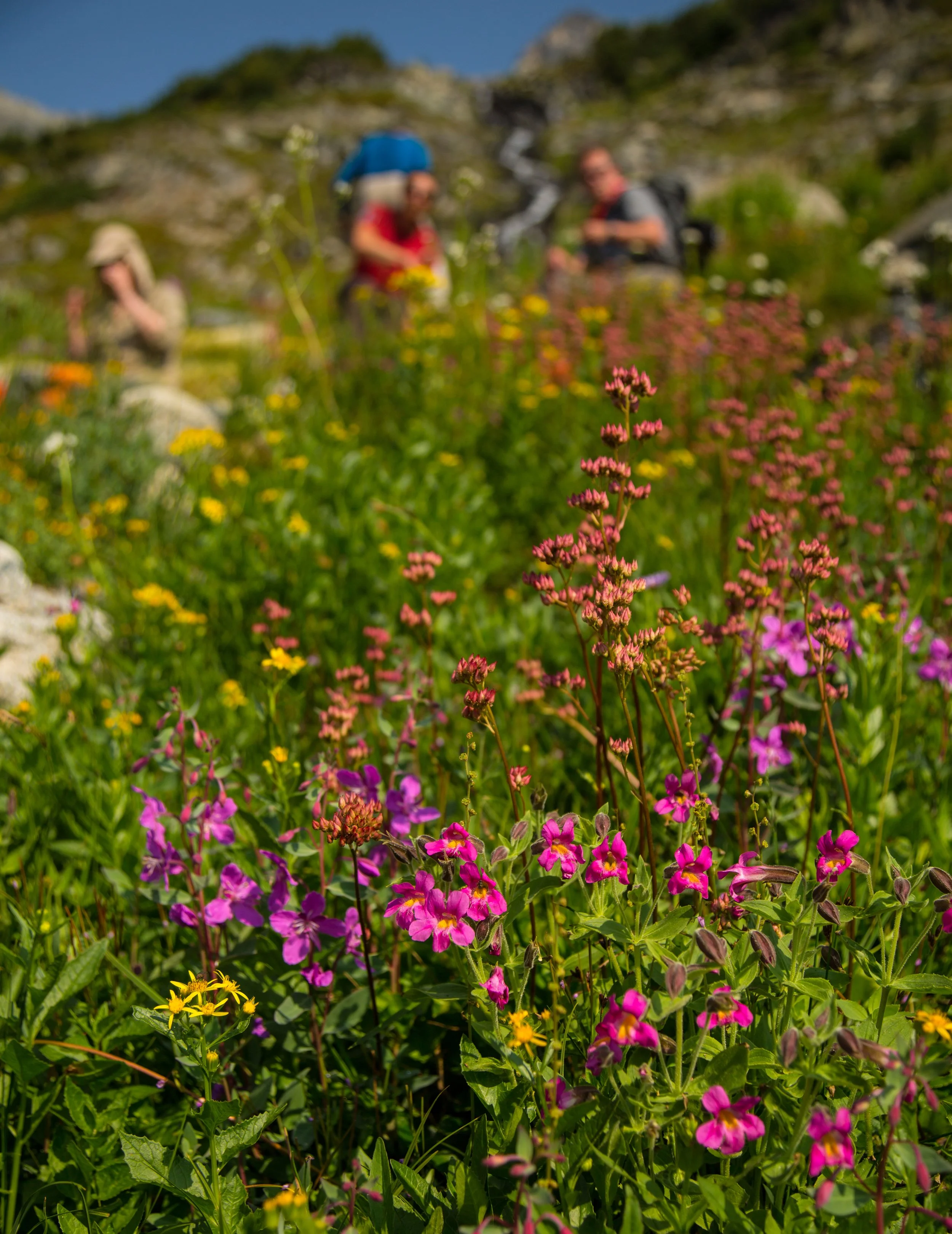 wildflower in revelstoke, bc