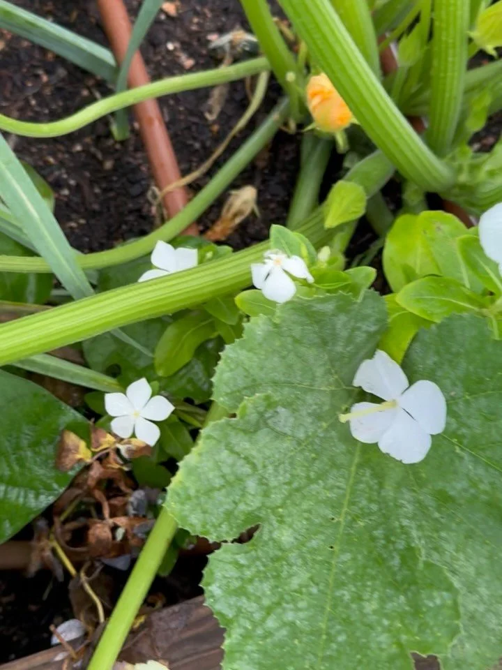 Garden Things: June 2026
Zucchini, tomatoes, green beans, banana peppers, shishito peppers, marigolds, zinnias!
Still spots available for Wildflowers &amp; Wine: link in bio to sign up. You won&rsquo;t want to miss this event. 🎉
#wildflowersandwine 