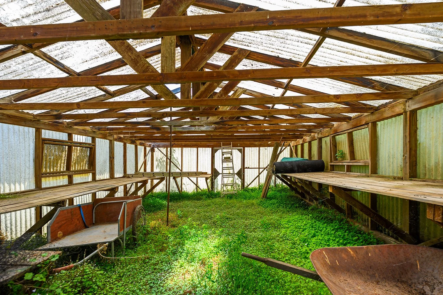 Inside a rustic greenhouse with a corrugated metal roof, wooden shelves on each side, a ladder at the back, and green plants and grass growing on the floor. There are gardening tools, a rusty wheelbarrow, and a black rolled-up mat.