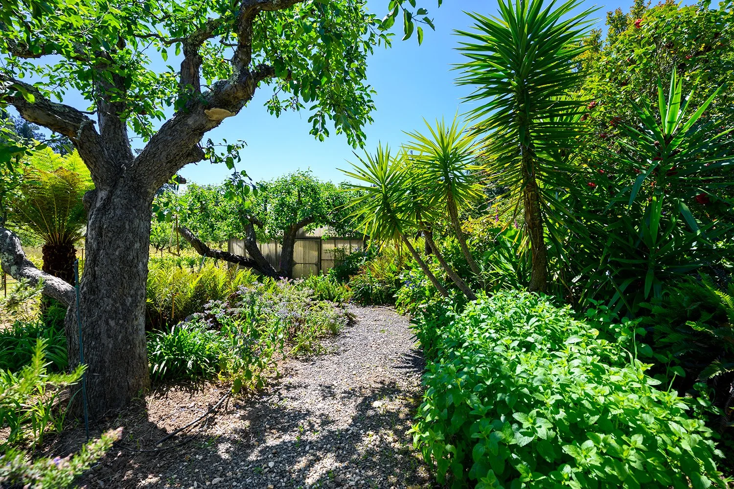 A lush, green garden with a gravel pathway, large trees, and various tropical plants under a bright blue sky.