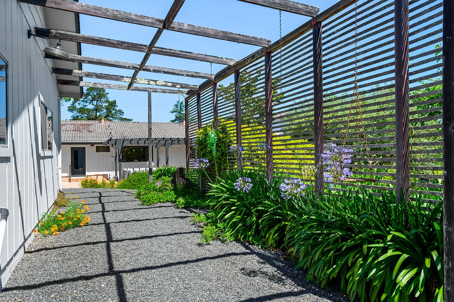 A backyard patio with gravel ground, along a white house, featuring a lattice wood privacy screen with purple flowers and green plants, under a partially constructed pergola, on a sunny day with blue sky.