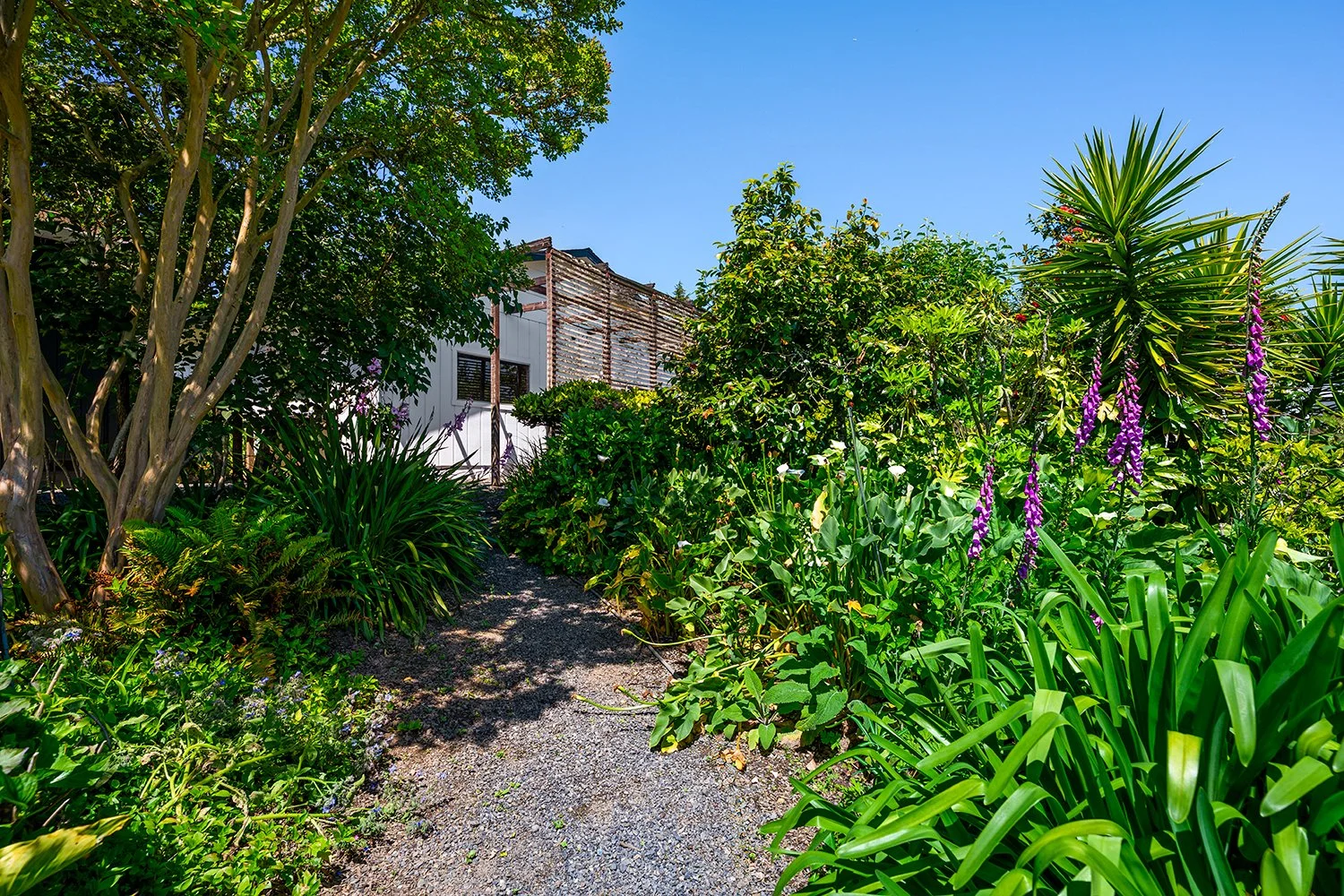 A lush garden with green plants, trees, and purple flowers lining a gravel path leading to a house with wooden and metal siding under a clear blue sky.