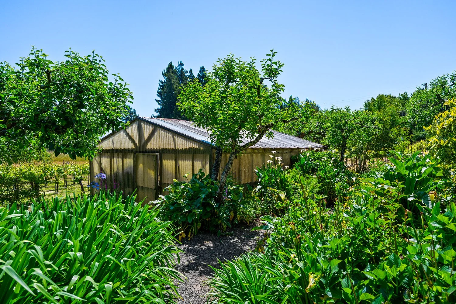 A lush green garden with various plants and trees surrounding a small shed, under a clear blue sky.
