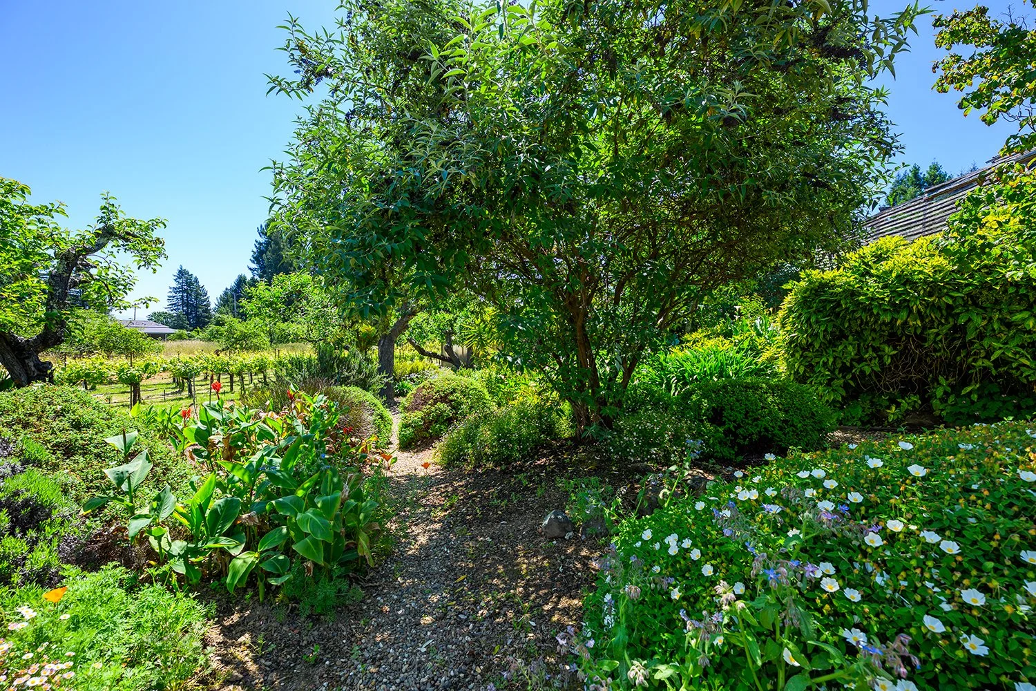 A lush garden with a variety of green plants and trees, some with white flowers, under a bright blue sky.