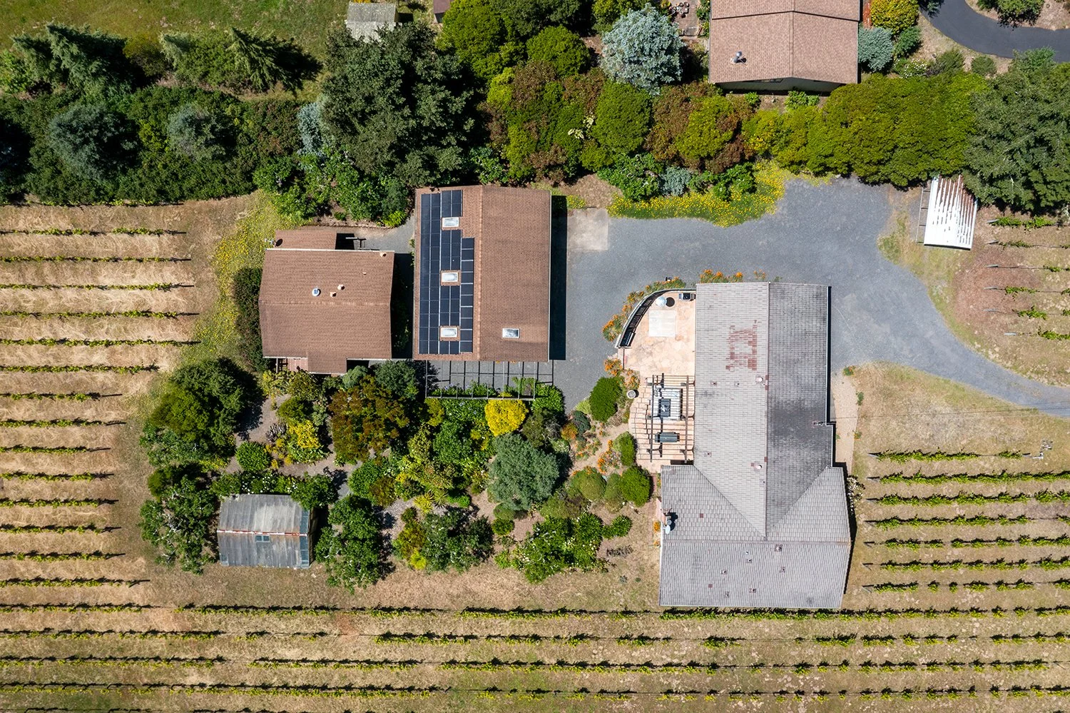 Aerial view of a backyard with two houses, trees, a gravel driveway, and a vineyard with rows of grapevines.