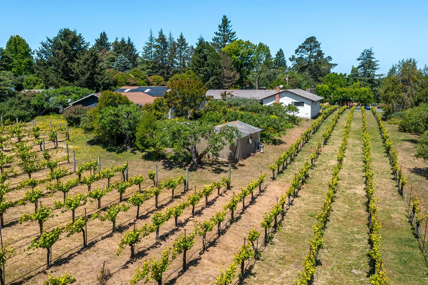 Aerial view of a vineyard with grapevines and trees near houses, surrounded by tall trees and a clear blue sky.