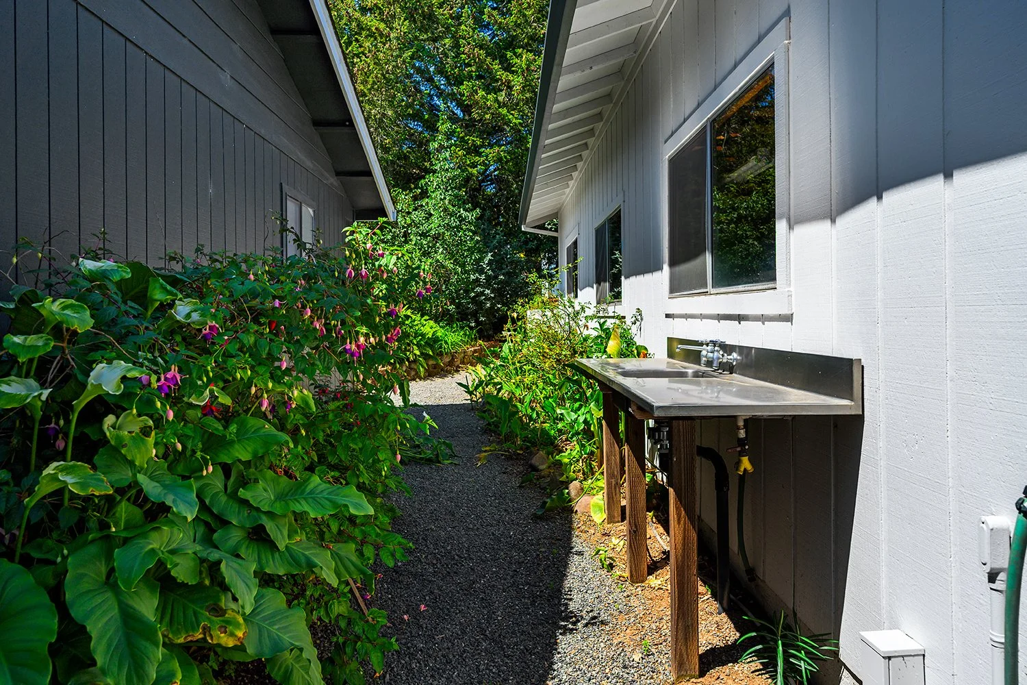 Outdoor view of a narrow pathway between two houses with greenery and flowering plants on the left, and a wall with windows and an outdoor sink on the right.