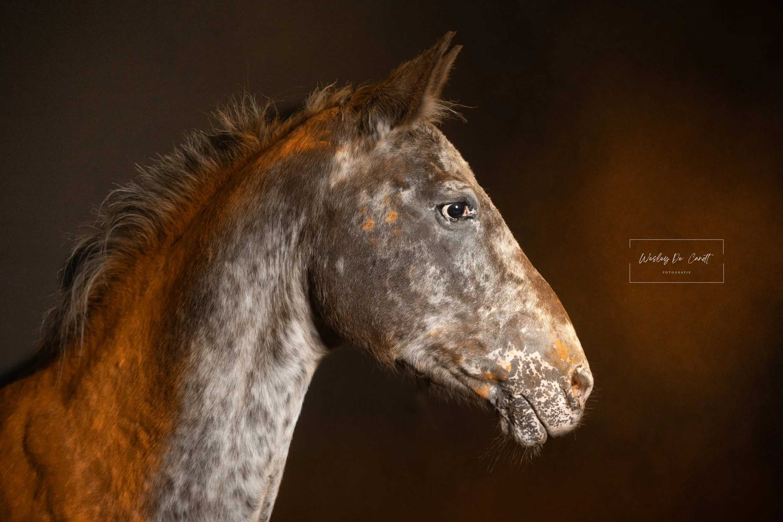 paard.jpg
