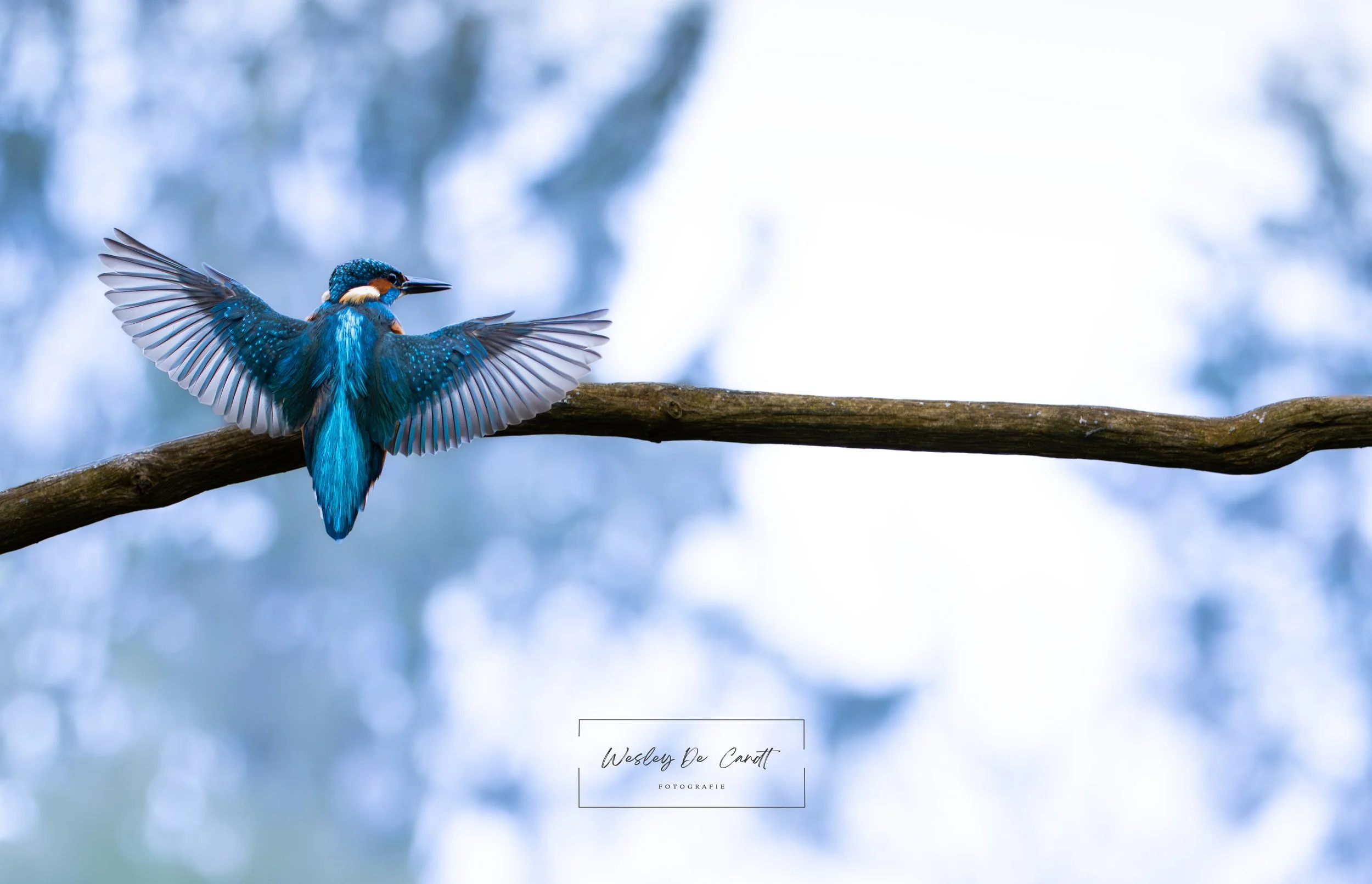 A vibrant blue and orange kingfisher bird is perched on a horizontal branch with its wings partially spread, set against a blurred background of trees and sky.