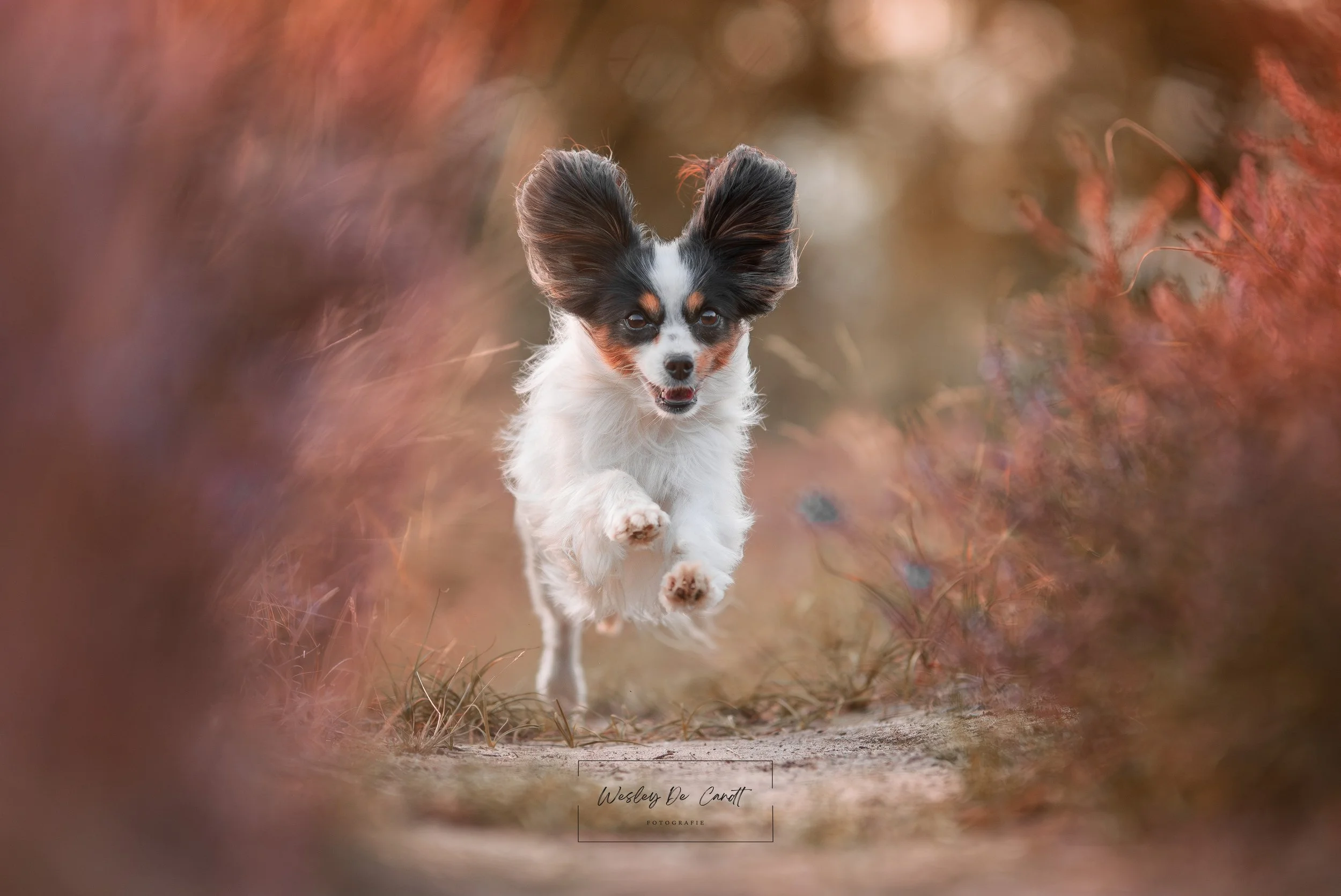 A small dog with large, fluffy ears running outdoors on a dirt path with autumn leaves and blurred foliage in the background.