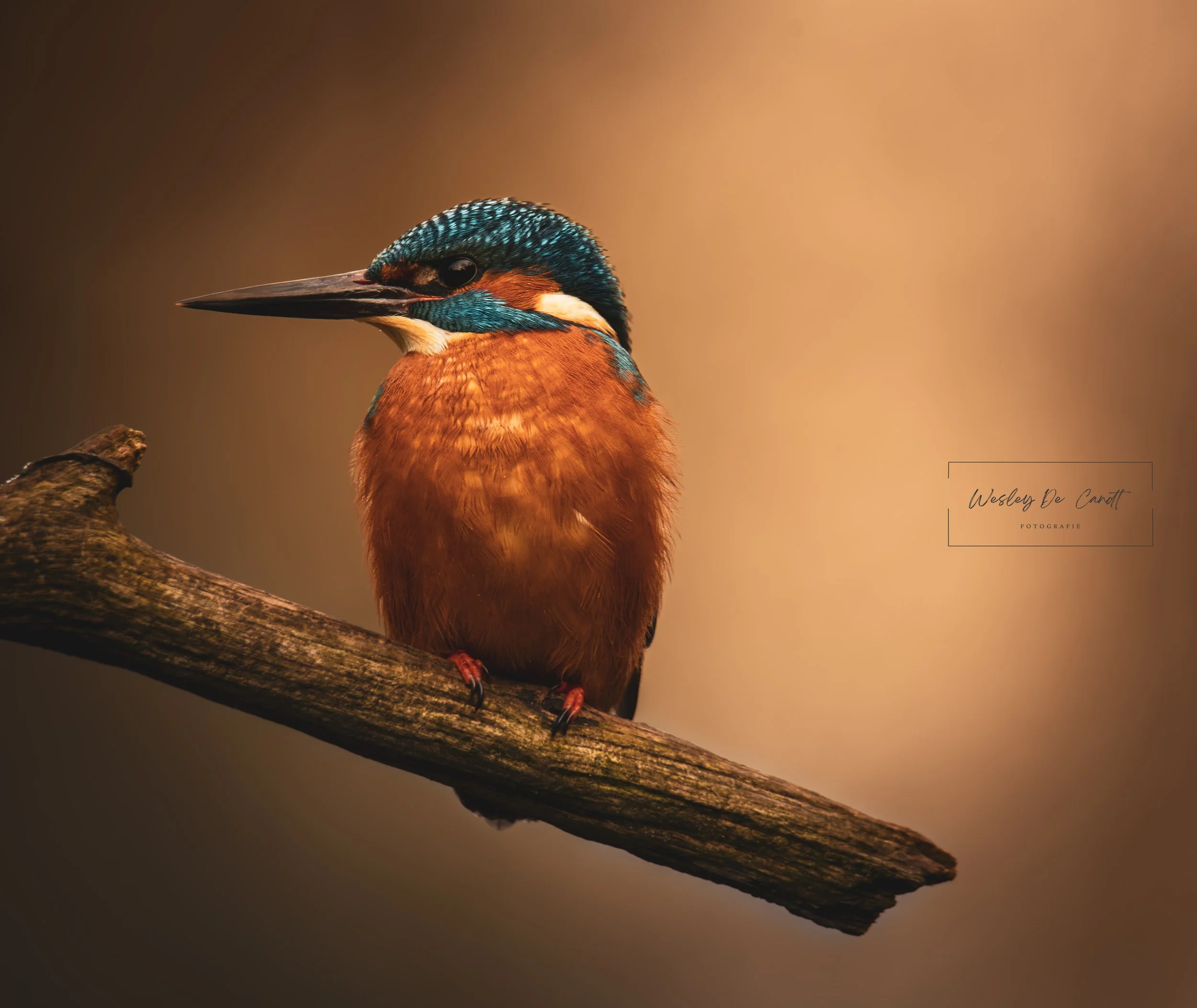 Close-up of a kingfisher bird perched on a branch, with vibrant blue and orange feathers, against a blurred brown background.