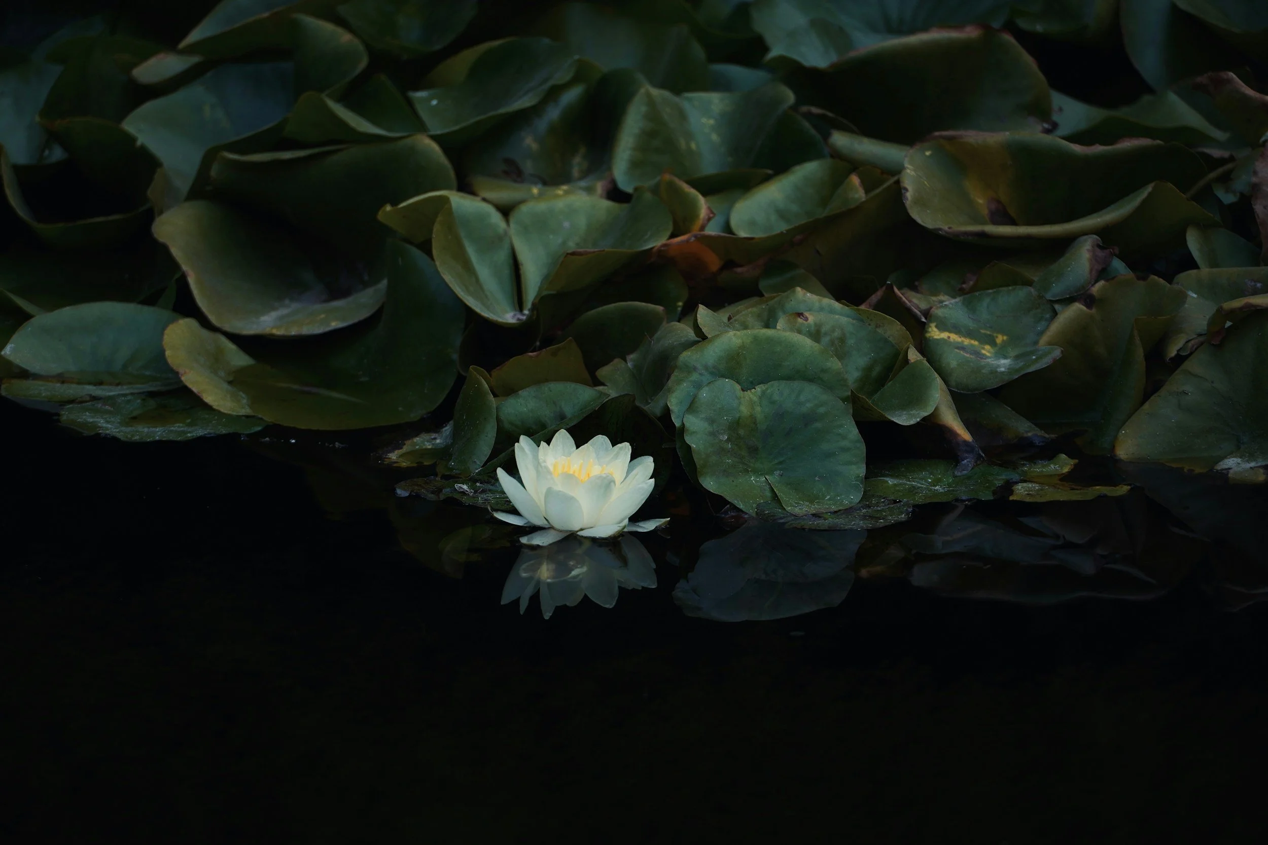 lotus bloom on water