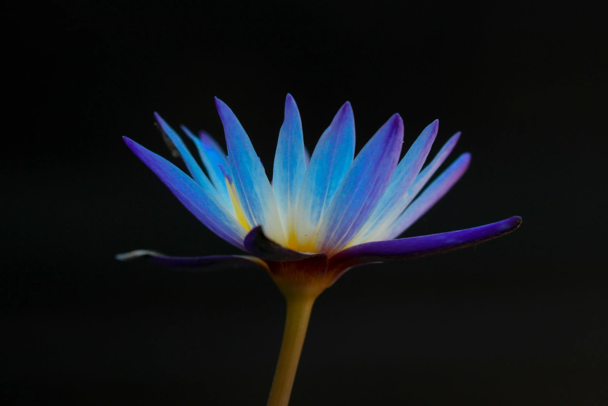 A close-up photo of a vibrant blue and purple water lily flower with a yellow center, set against a black background.