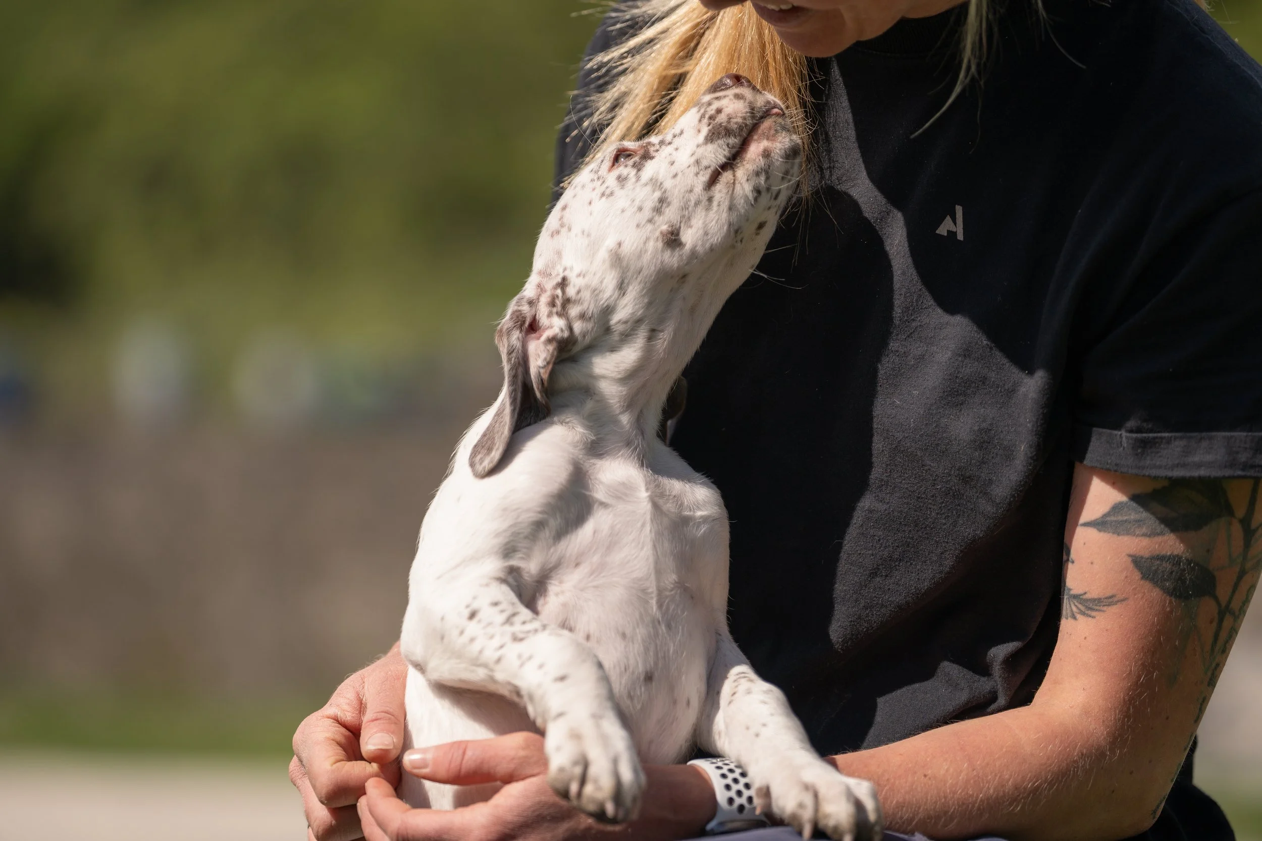 braquepup2.JPG