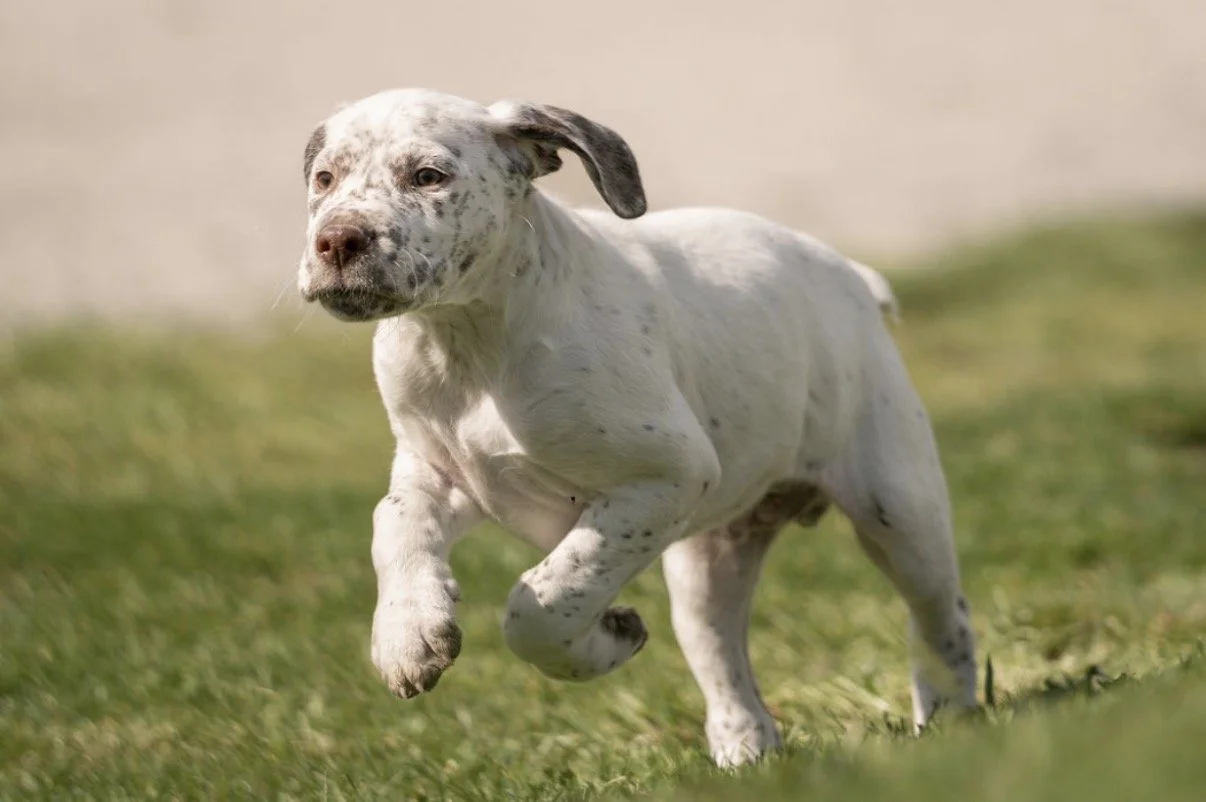 colinrunning.PNG