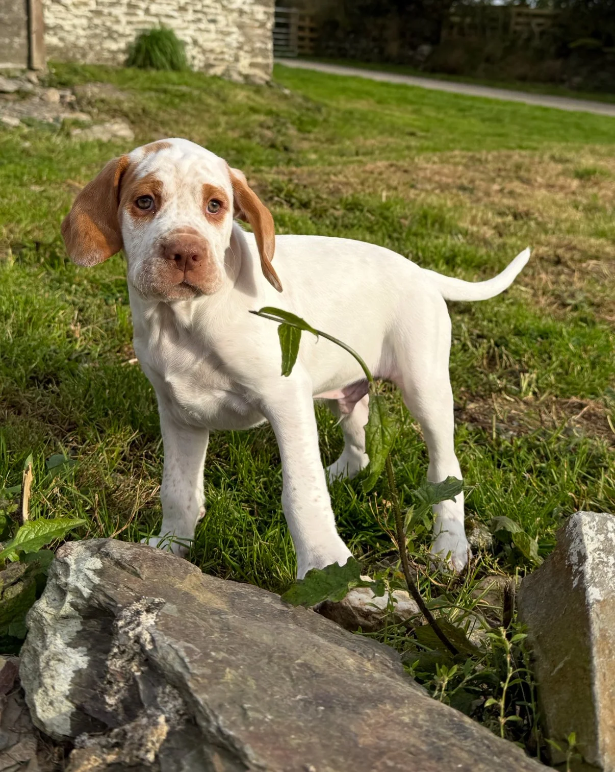 Baileypup.PNG