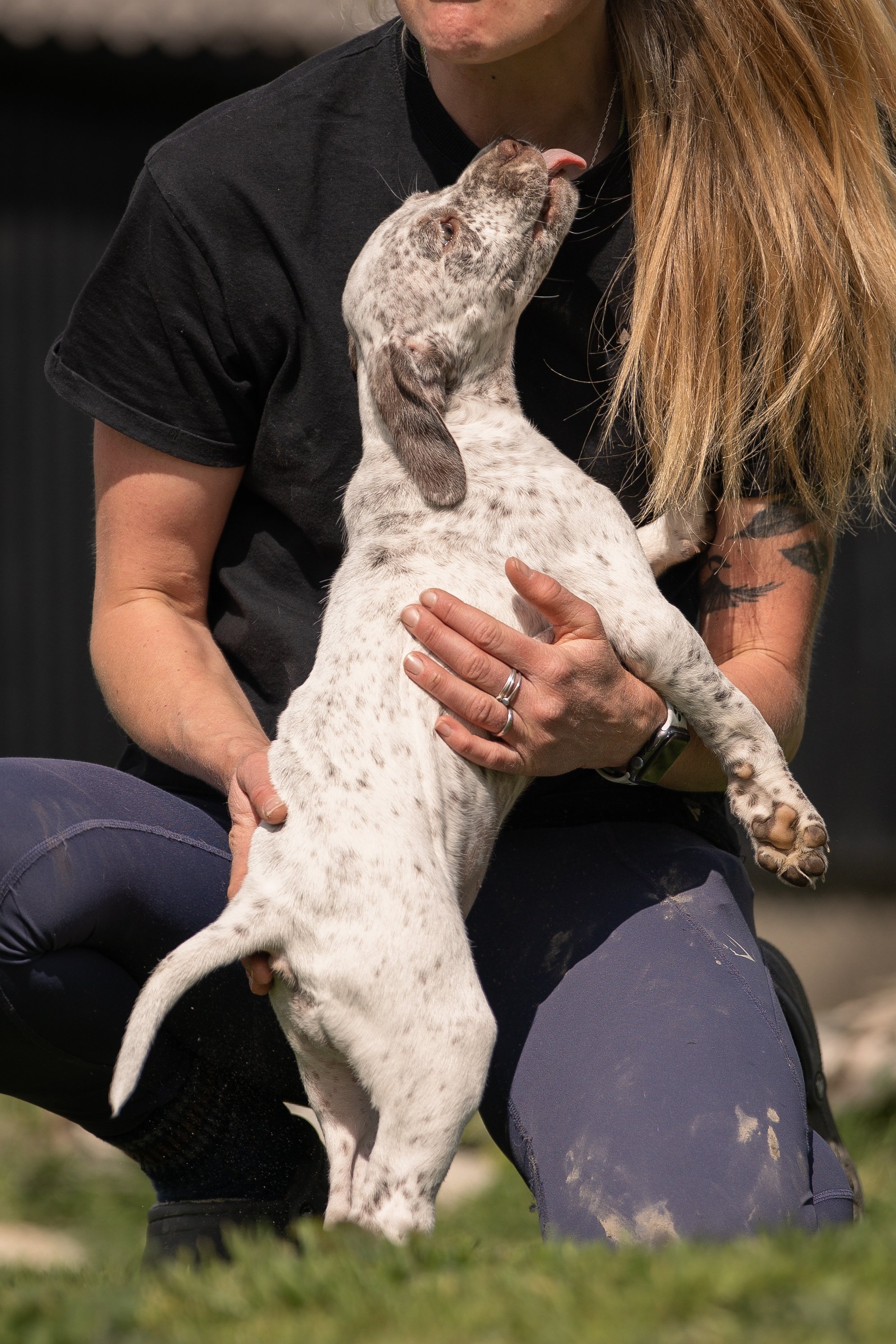 Braquepup1.JPG