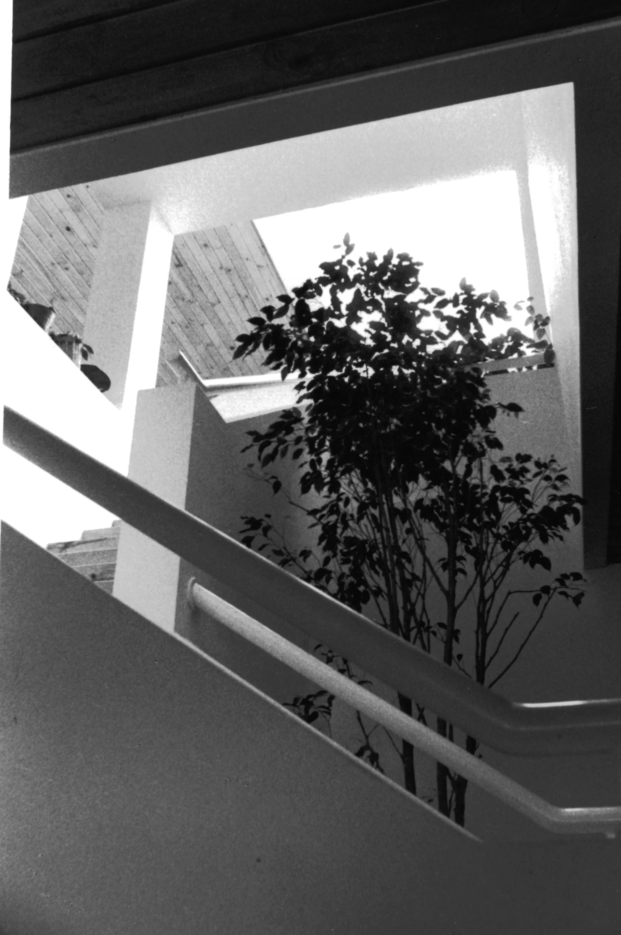 Vista desde abajo hacia un patio interior con árbol y ventana cuadrada en el techo, en un edificio con paredes blancas y madera en el techo.