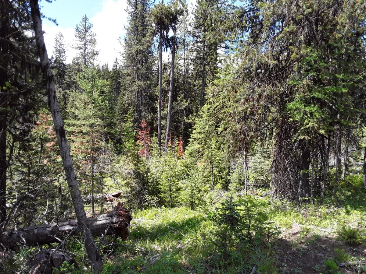 Before: South Starkey Thinning Project
