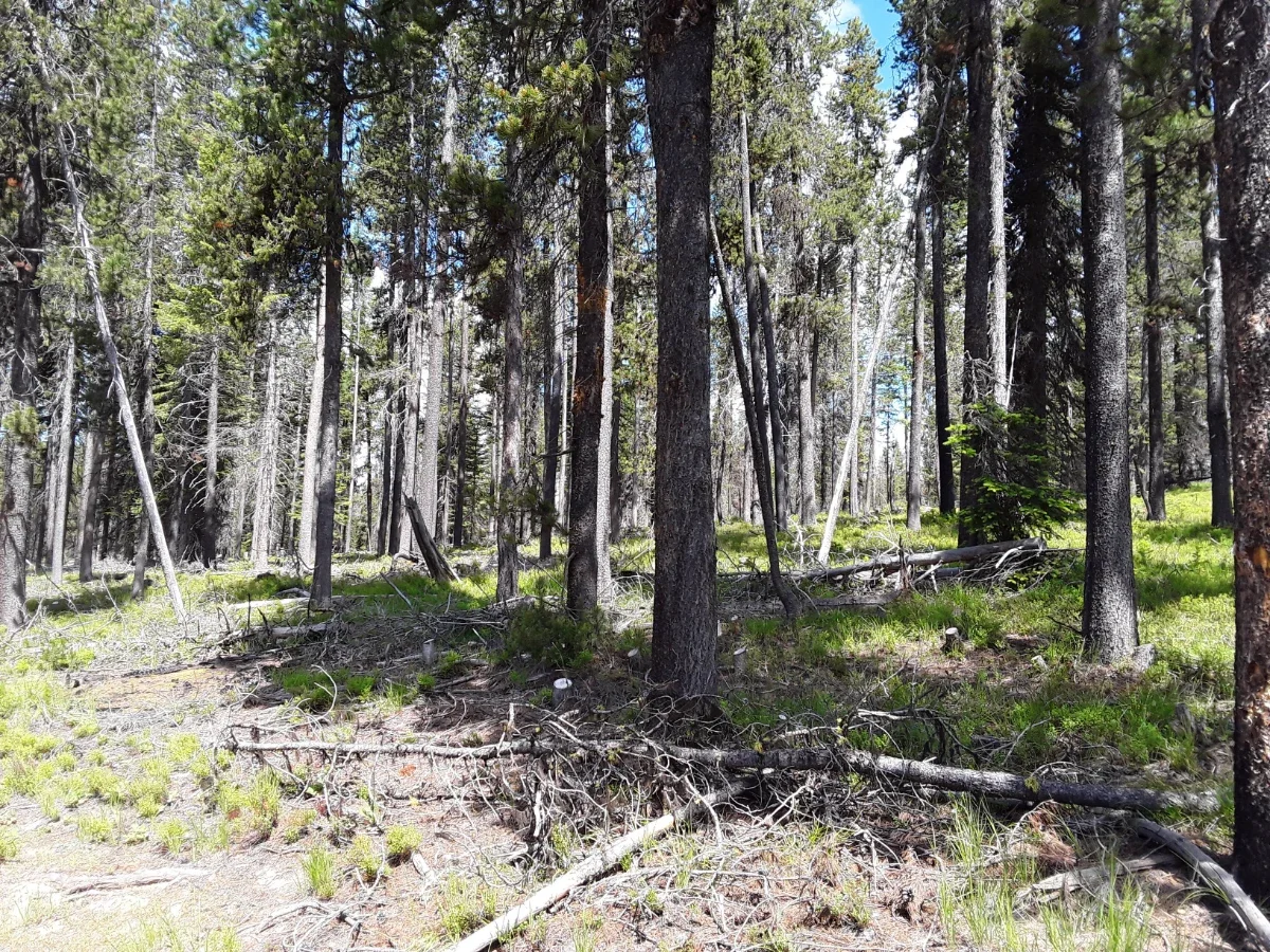 After: South Starkey Thinning Project