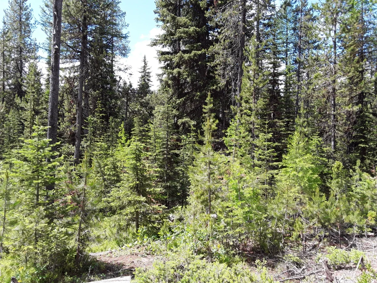 Before: South Starkey Thinning Project