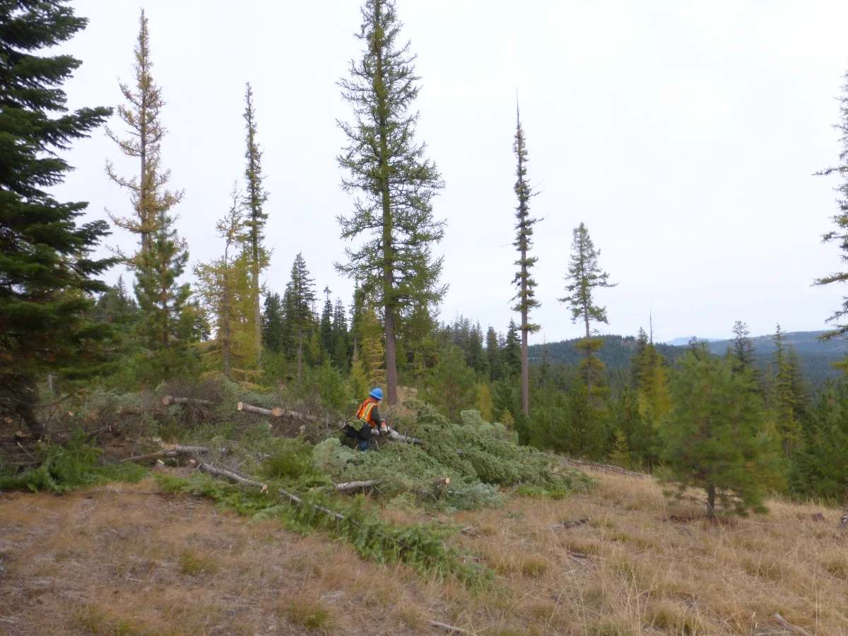 Sawyer Falling Tree
