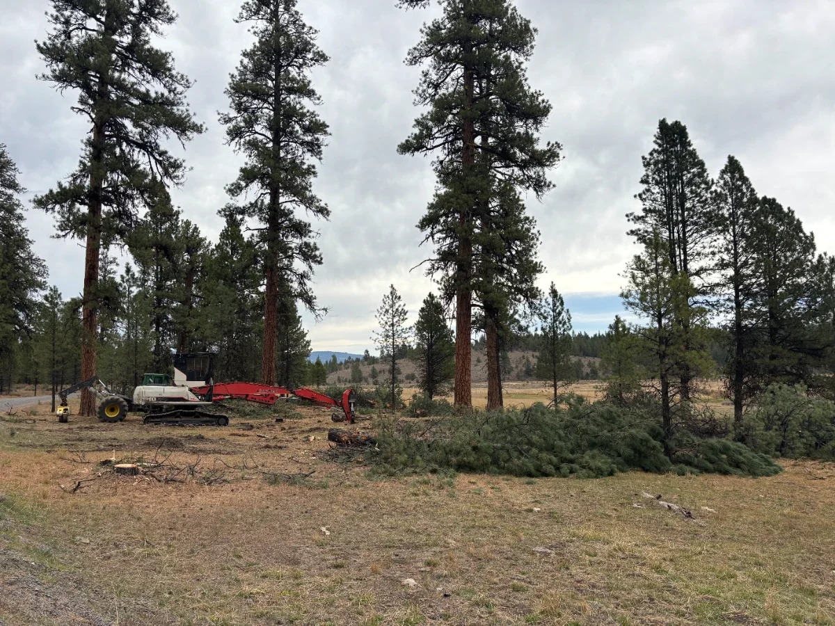 Commercial thinning