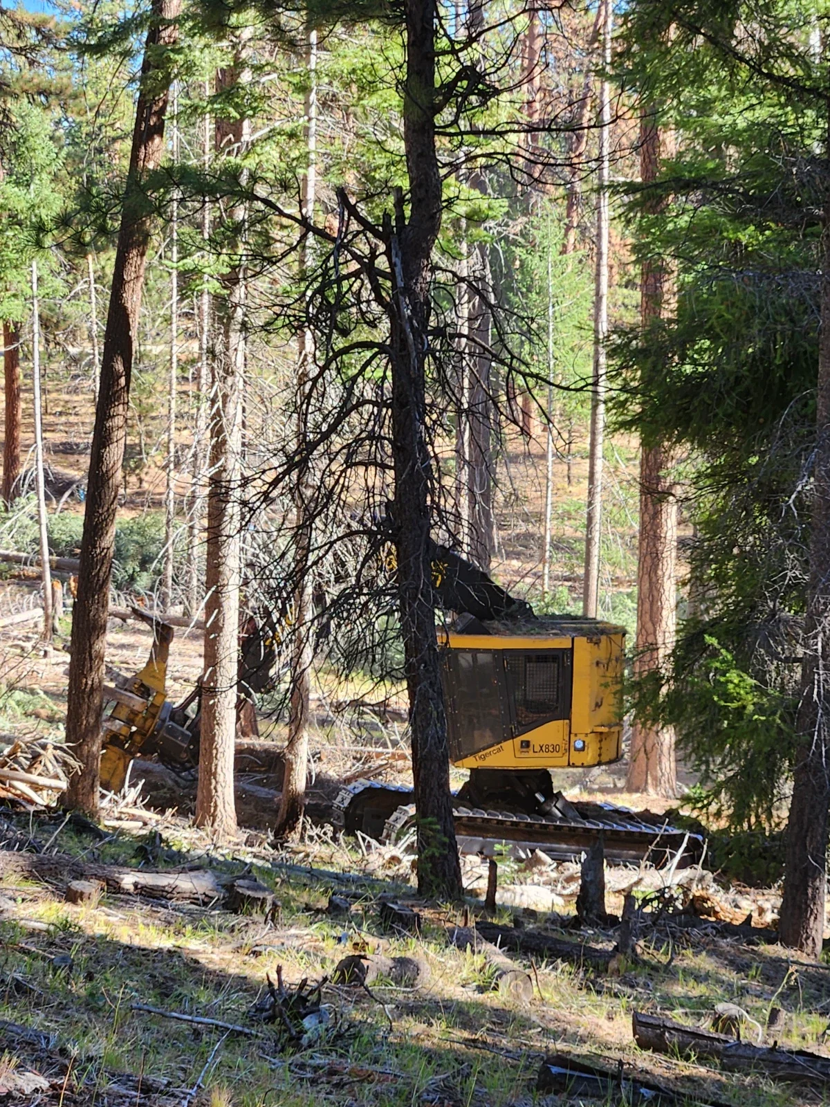 Commercial thinning