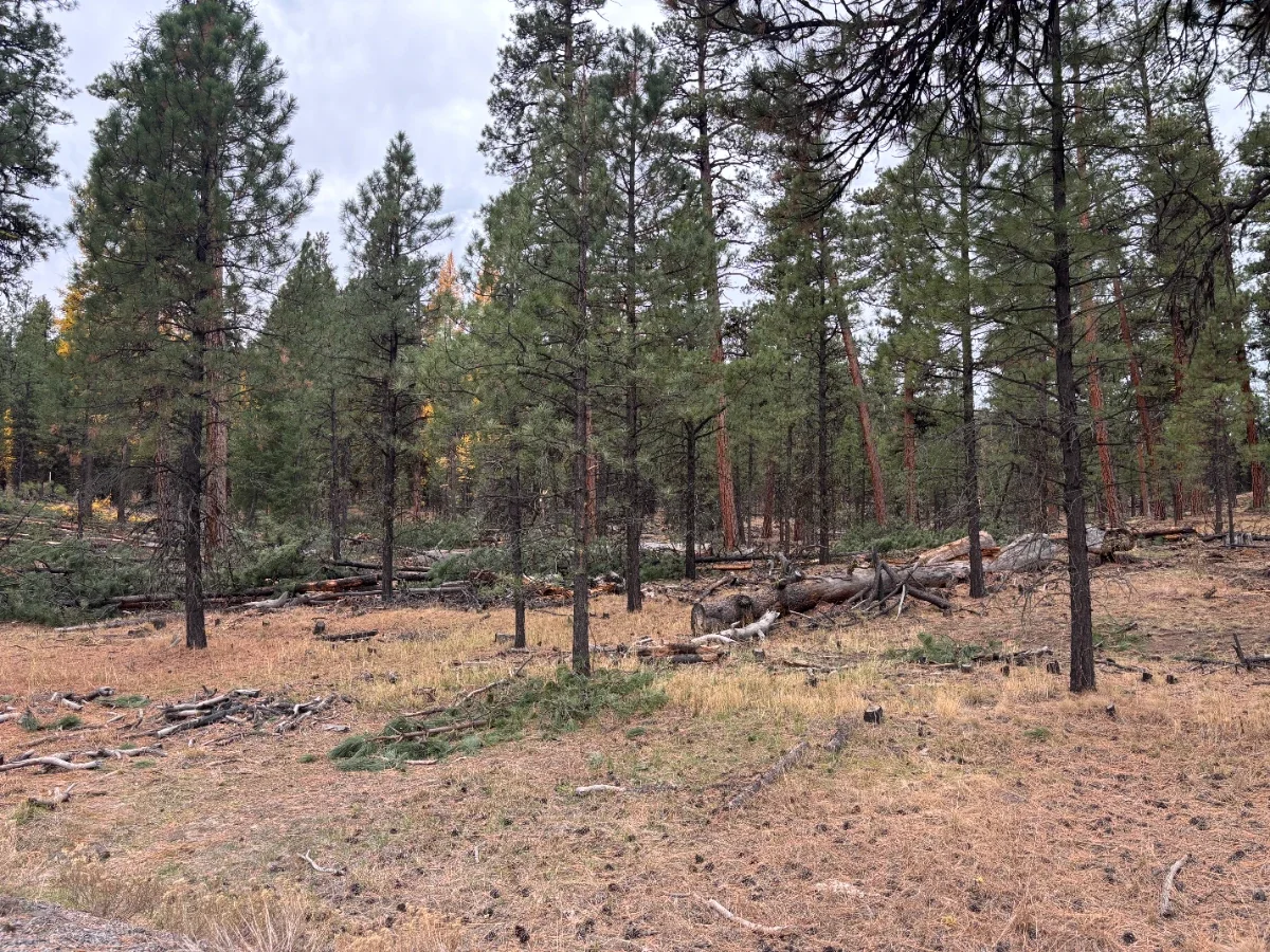 Commercial thinning
