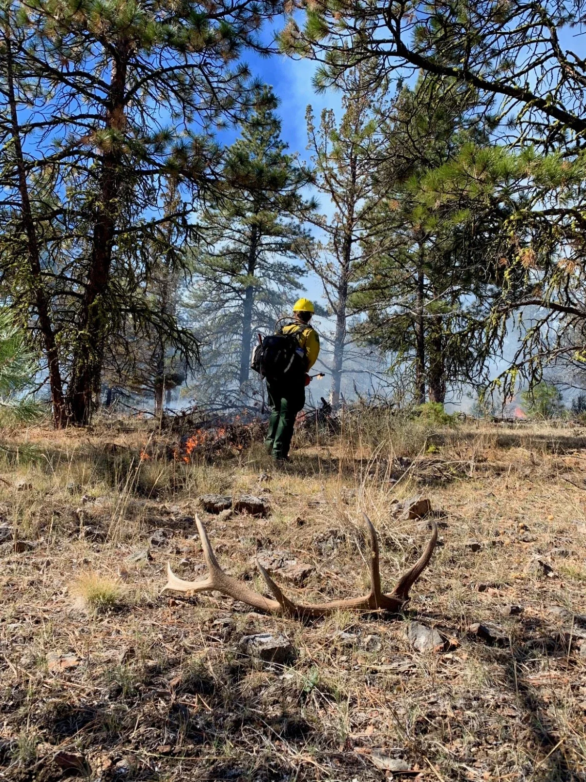 Prescribe burning, and an elk antler