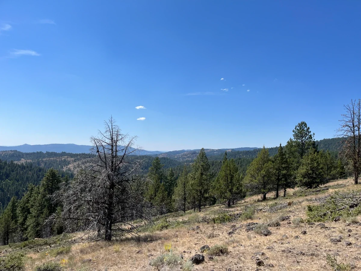 Magone Juniper Thinning Project