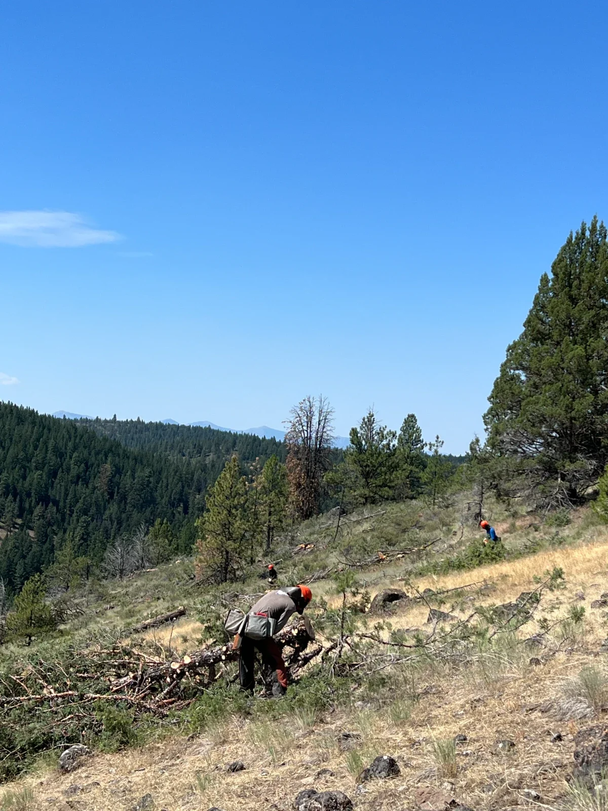 Crew Working on Magone Juniper Thinning Project