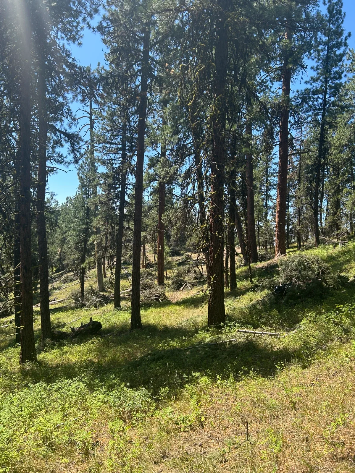 Magone Juniper Thinning Project