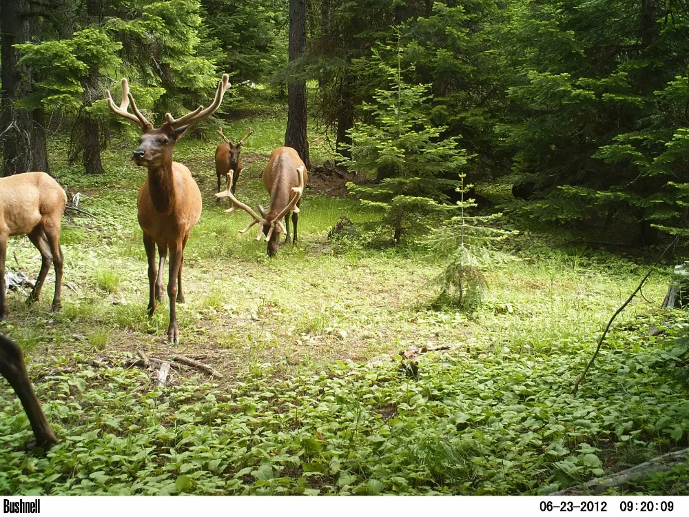 Elk in the trees