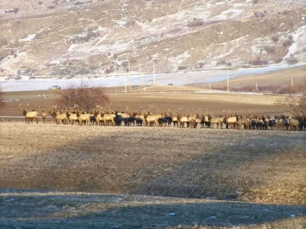 Elk herd