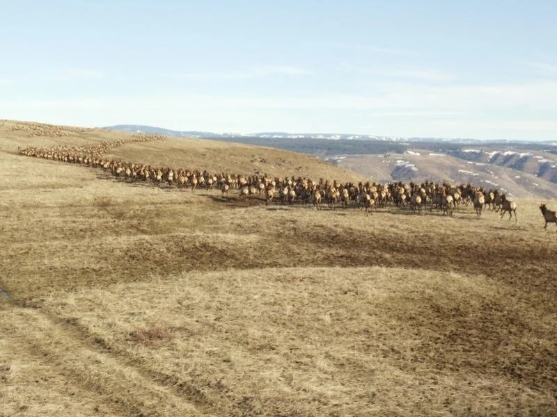 Elk herd