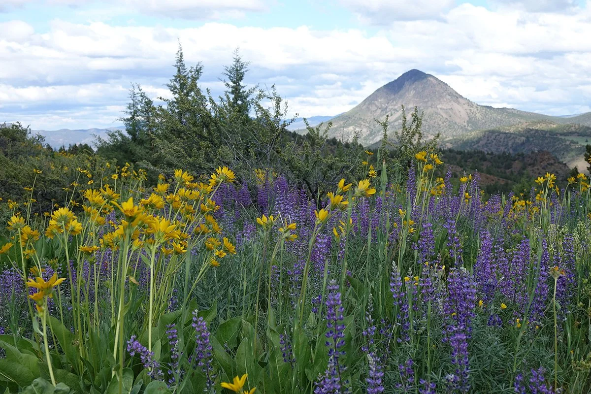 Wildflowers with a mountain in the background