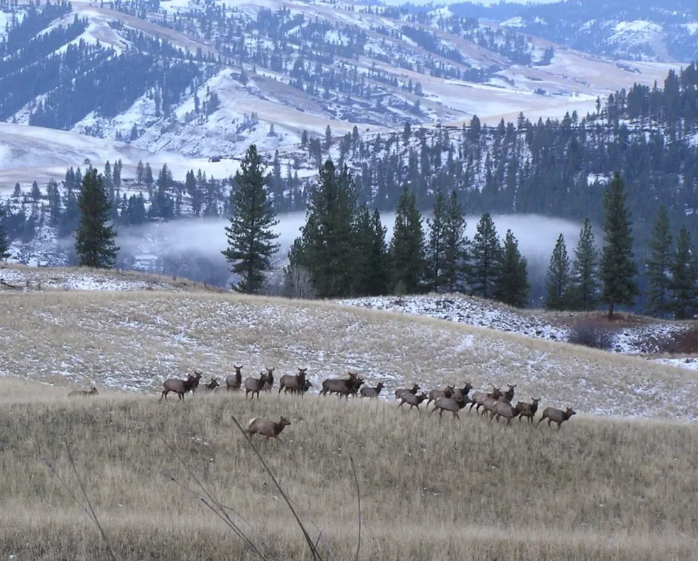 Elk herd