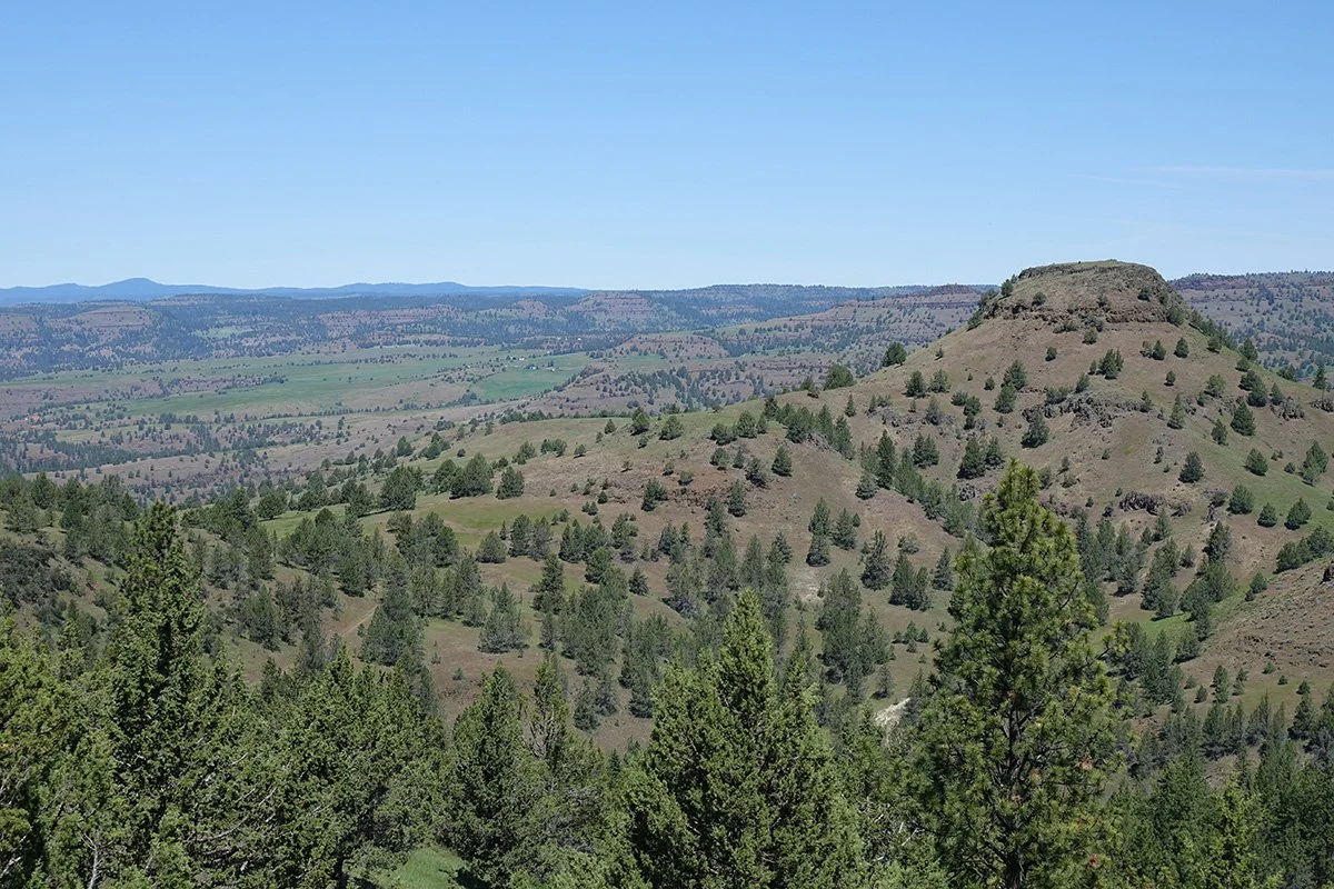 Landscape including forest and scrub