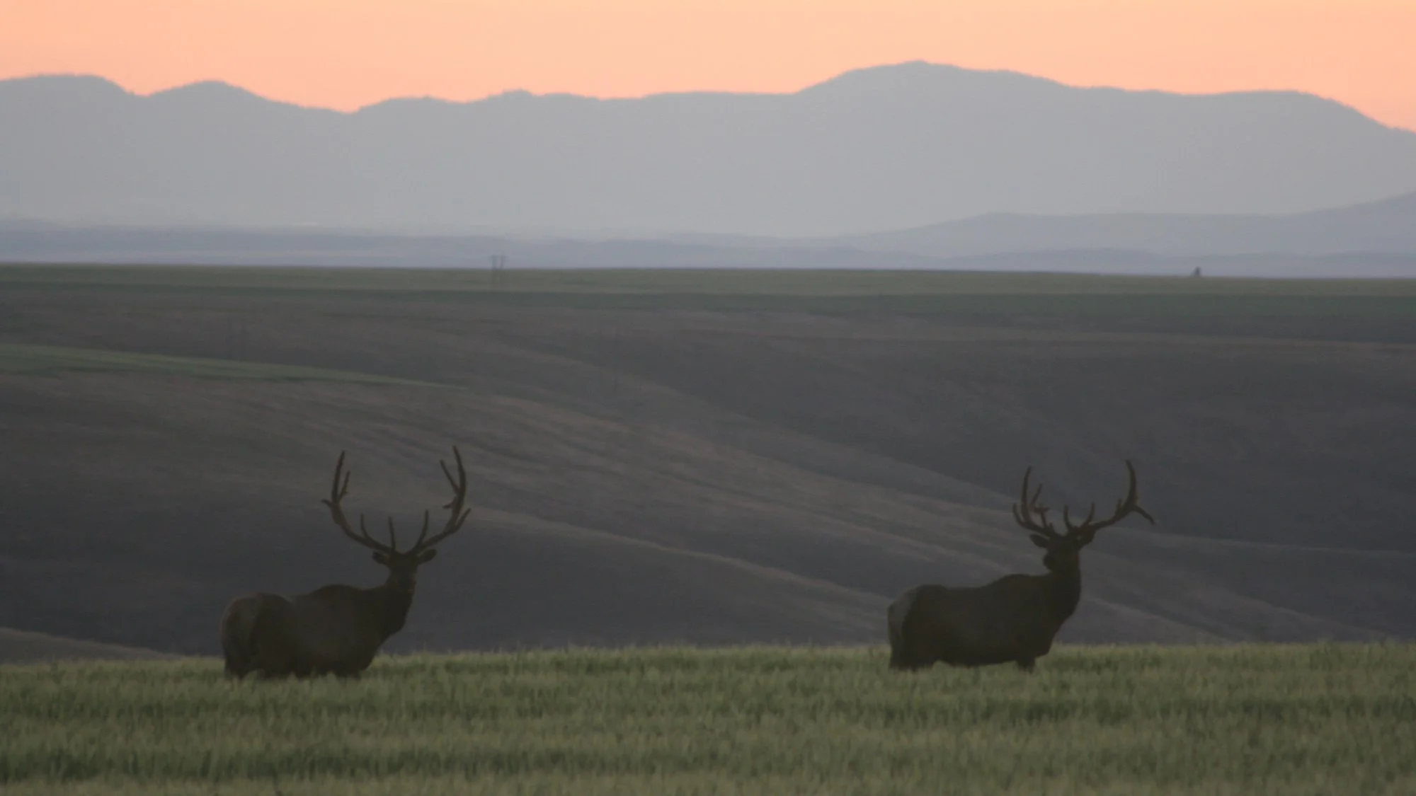 Elk at Sunset