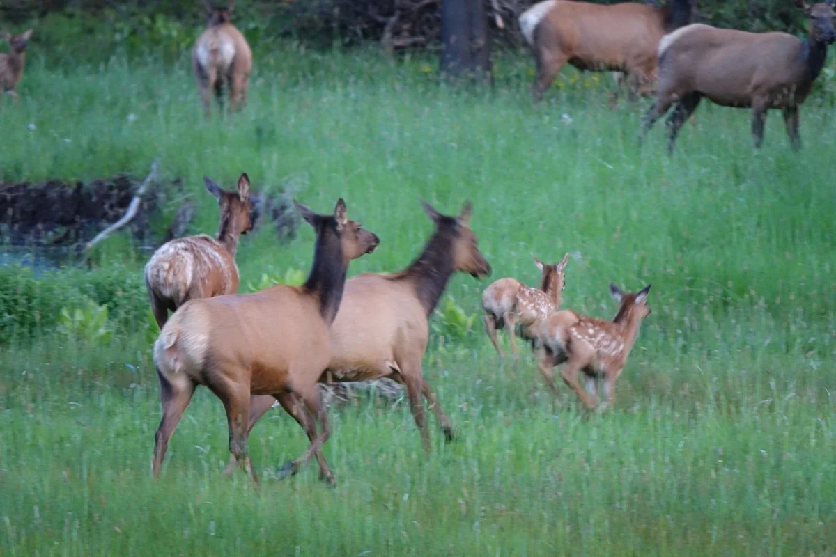 Elk herd