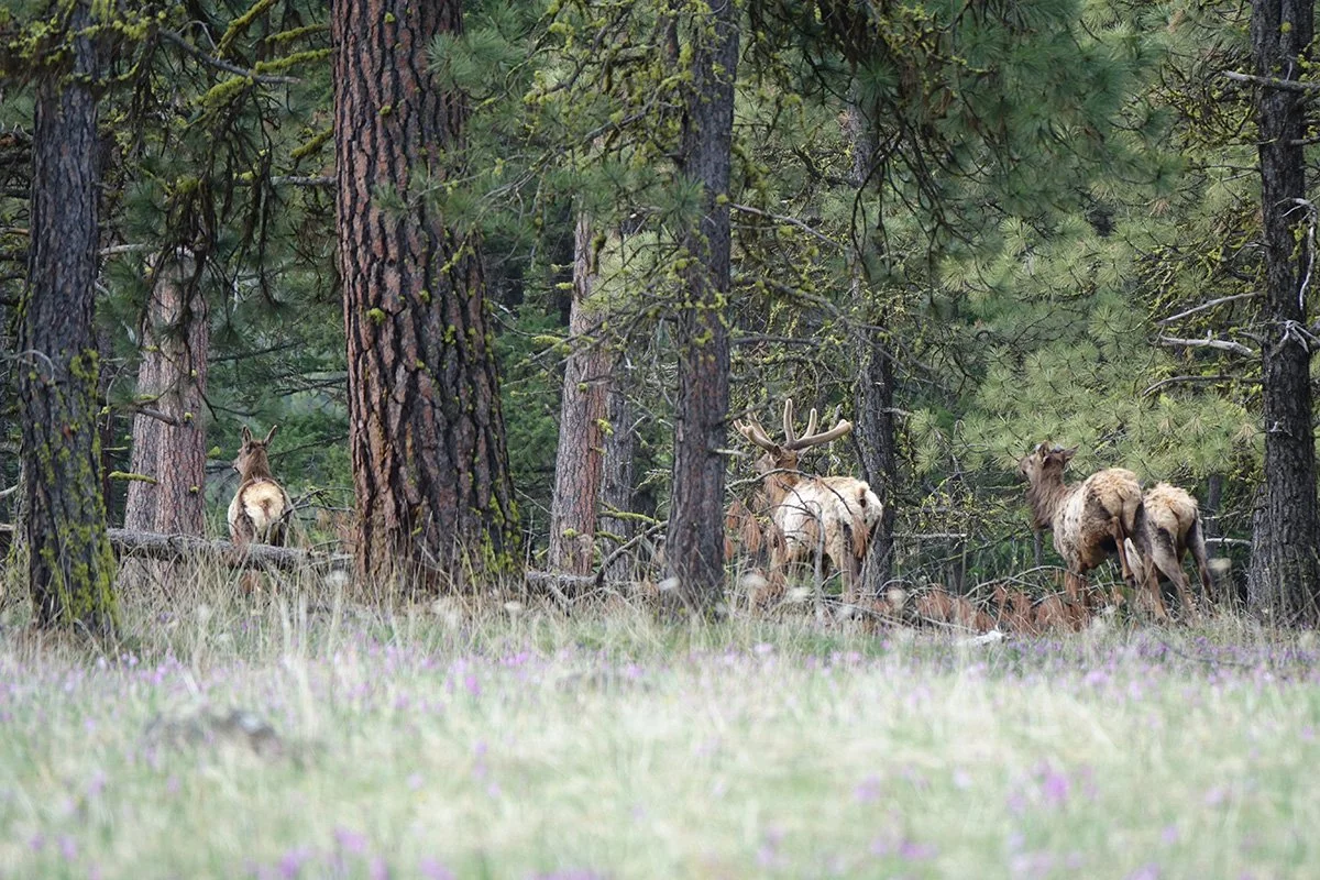 Elk in the forest