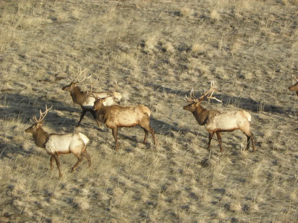 Aerial photo of elk