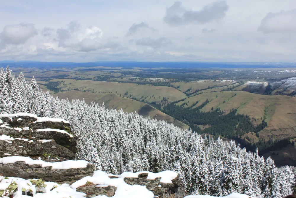 Snowy landscape